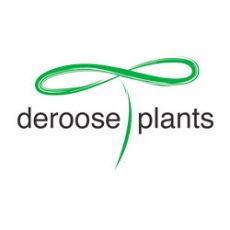 droose-plants